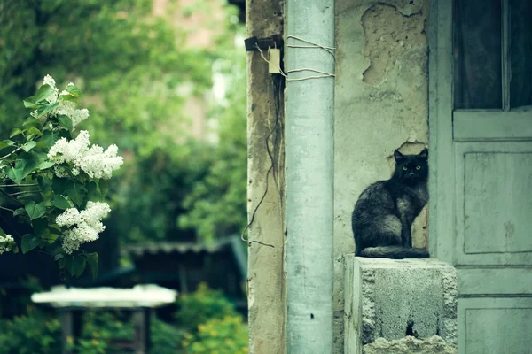 라일락 나무 집 근처 고양이 — 스톡 사진