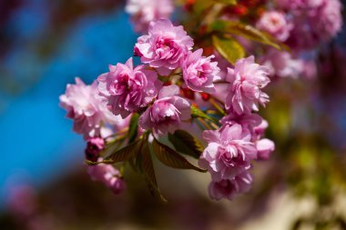 Pembe çiçek çiçek