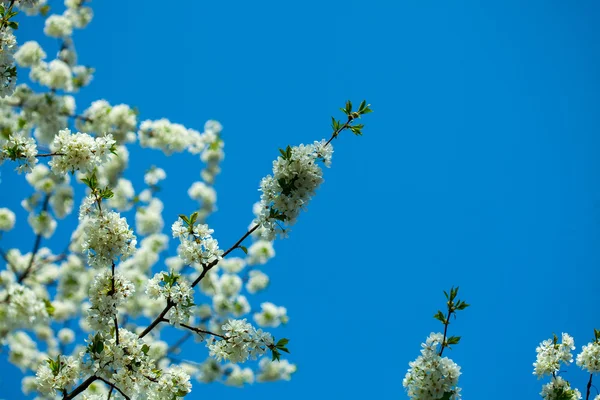 Flowers of cherry blossom — Stock Photo, Image