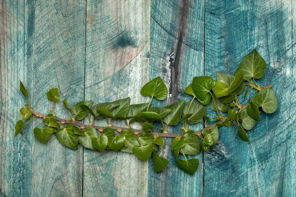 Climber plant on wood board
