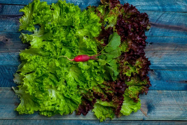 Hojas frescas de ensalada y rábano —  Fotos de Stock