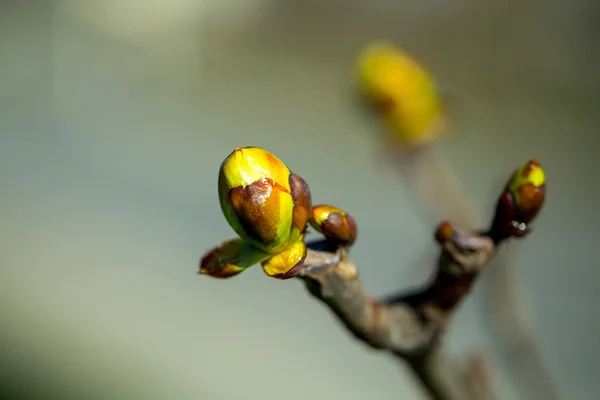 Botões amarelos primavera — Fotografia de Stock