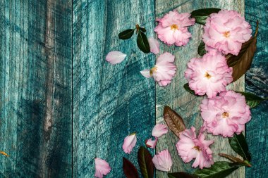 Sakura çiçek ahşap tahta üzerinde