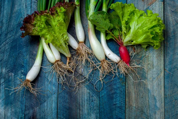 Fresh scallions radish and lettuce — Stock Photo, Image