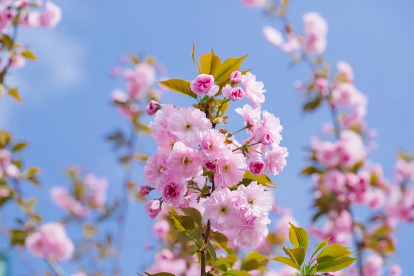 핑크 꽃 꽃 — 스톡 사진