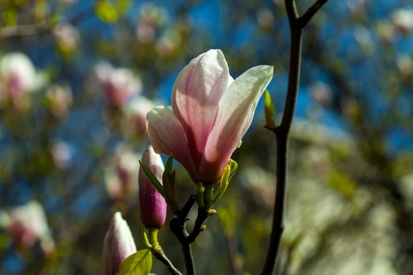 Magnolia bloemen bloeien — Stockfoto