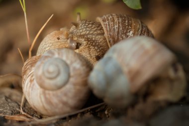 Kaç salyangoz portre