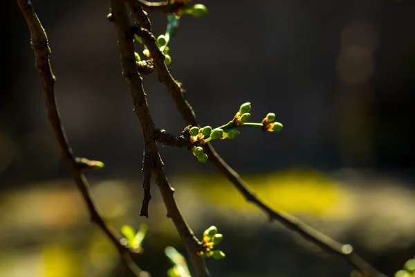 녹색 싹 잔 가지 — 스톡 사진