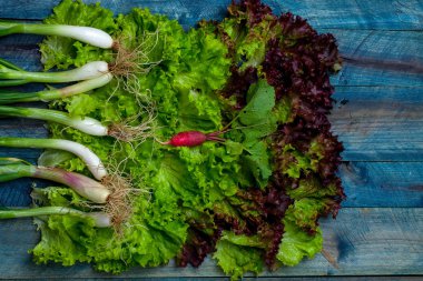 Taze salata scallions ve turp