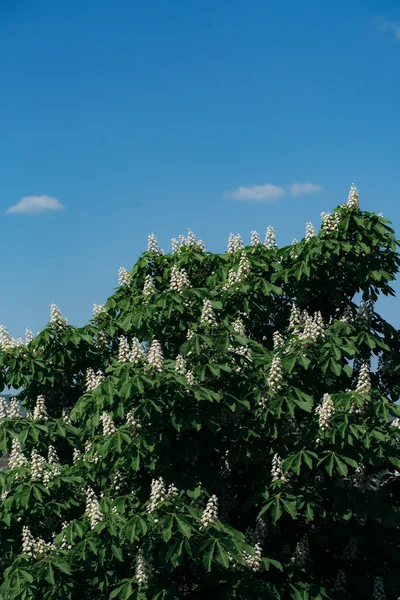 Kastanjapuu Blossomissa — kuvapankkivalokuva