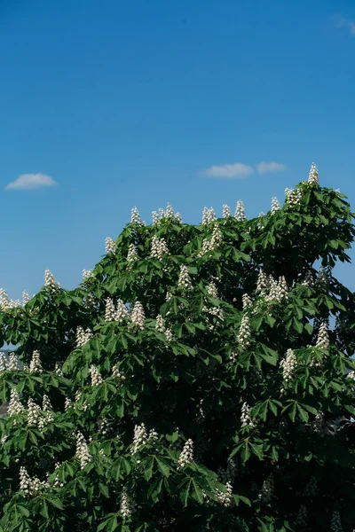 Chestnut tree in blossom — Stock Photo, Image