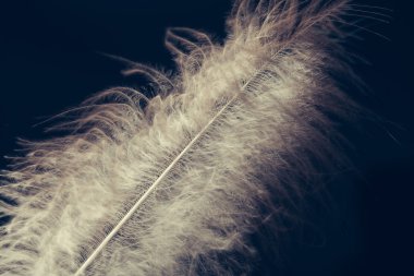 Beyaz uçan tüy 