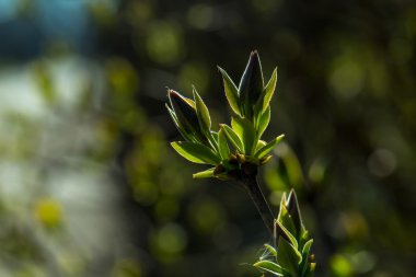 Dallar yeşil tomurcukları ile