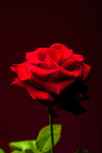 Κόκκινο τριαντάφυλλο closeup — Φωτογραφία Αρχείου