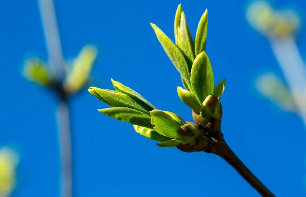 Botões verdes de primavera — Fotografia de Stock