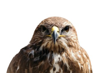 Güzel kartal kuş portre