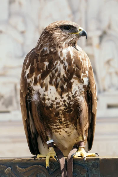 Vackra eagle fågel närbild — Stockfoto