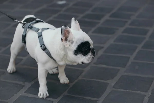 Bulldog francese fuori porta — Foto Stock