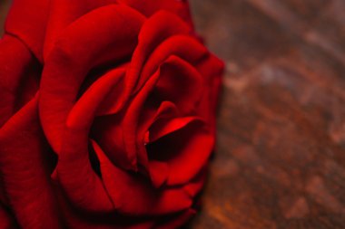 Su damlalı kırmızı gül