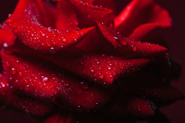 Su damlalı kırmızı gül