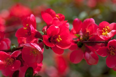 Kırmızı çiçek açması Ayva çiçek