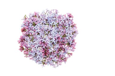 Leylak çiçeği. yuvarlak şekil