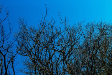 Çıplak ağaçlar erken Bahar 