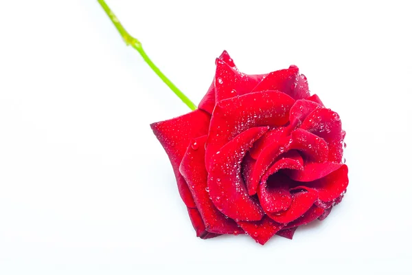 Rosa roja aislada sobre blanco — Foto de Stock