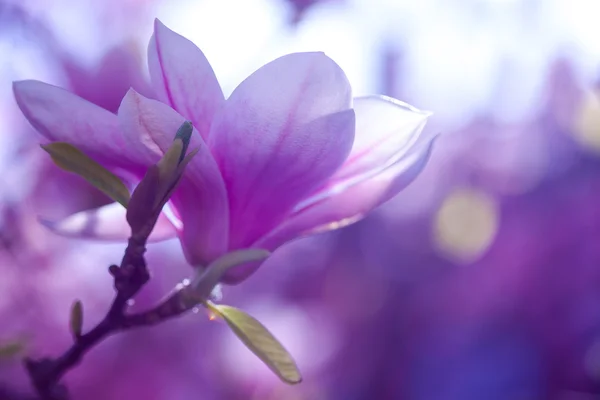 Fioritura magnolia rami d'albero — Foto Stock