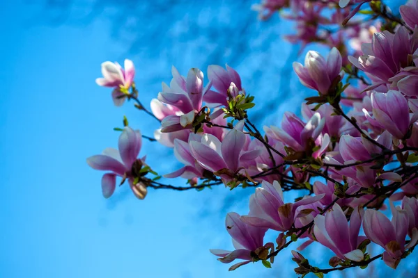 Fioritura magnolia rami d'albero — Foto Stock