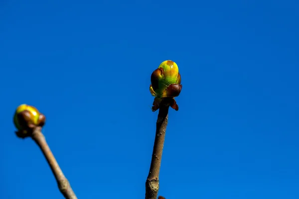 Frühlingsgrüne Knospen — Stockfoto
