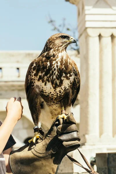 Primer plano hermoso pájaro águila —  Fotos de Stock