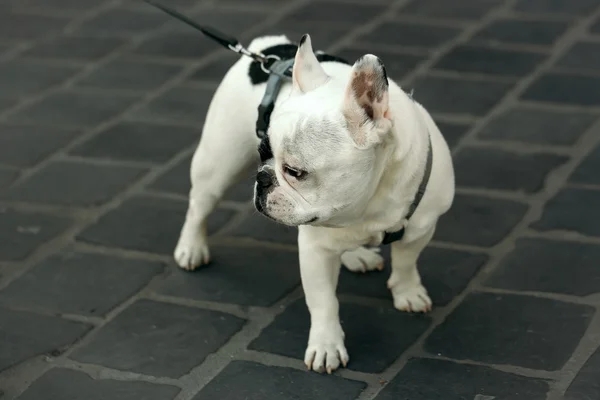 Französische Bulldogge im Freien — Stockfoto