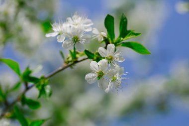 Çiçekleri beyaz çiçekler