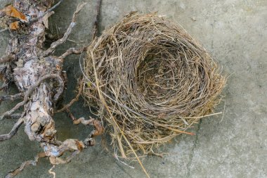 Ahşap üzerine kuş yuvası