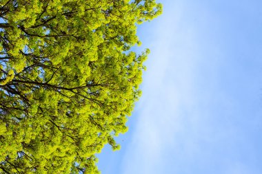 Şu yeni gelişen ağaç üst