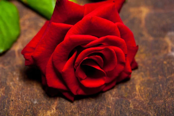 Red rose closeup — Stock Photo, Image