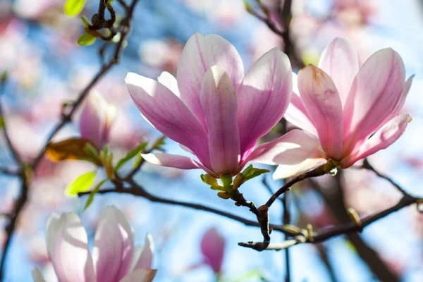 Florecientes ramas de árboles magnolia — Foto de Stock