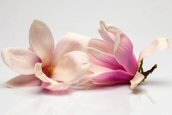 Bellissimi fiori di magnolia — Foto Stock