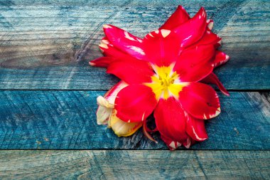 Kırmızı lale baş ve yaprakları