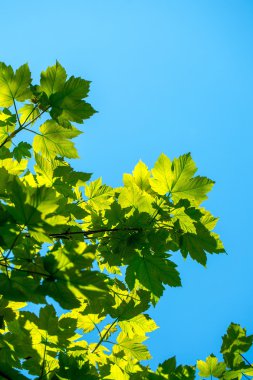 Mavi gökyüzünde yeşil yapraklar