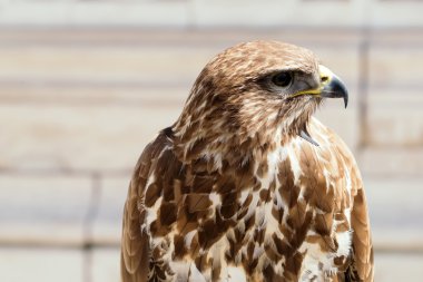 Güzel kartal kuş portre