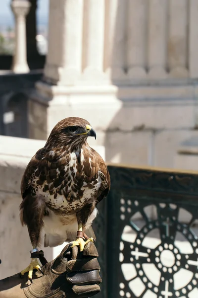 Beautiful eagle bird closeup — Stock Photo, Image