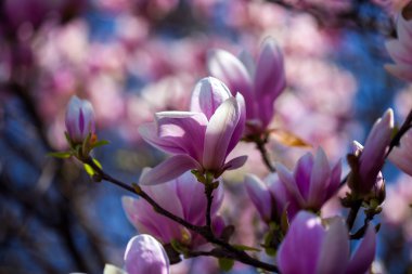 Çiçek açan Manolya ağacı dalları