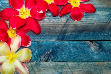 Renkli Lale başkanları