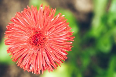 Turuncu aster çiçek çiçek tomurcuk