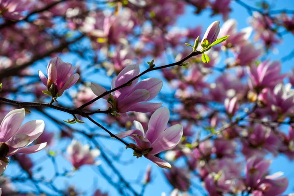 Kvetoucí magnolie strom větví — Stock fotografie