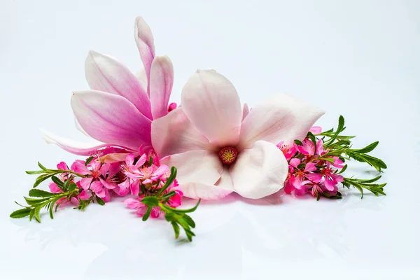 Bella fioritura ramoscello e magnolia — Foto Stock