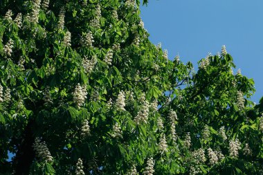 kestane ağacı çiçeği