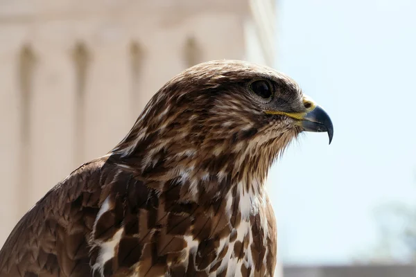 Primer plano hermoso pájaro águila —  Fotos de Stock